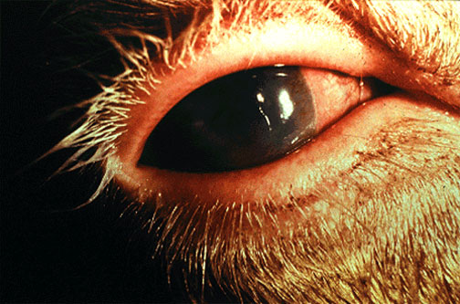 Malignant Catarrhal Fever الحمى النزليه الخبيثة : احمرار جفن العين و الملتحمة 