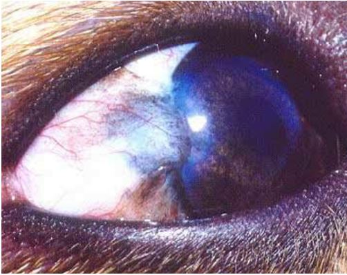 11-eye-tumor ورم خلايا الميلانين (melanoma ) في عين كلب.
