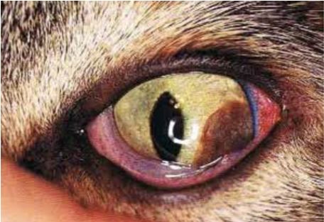 13-eye-tumor ورم خلايا الميلانين في قزحيه قطه