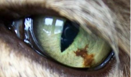 14-eye-tumor مرض التلون الحميد (benign melanosis) في عين قطه.