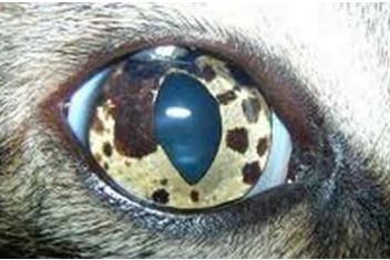 15-eye-tumor مرض التلون الحميد في عين قطه.