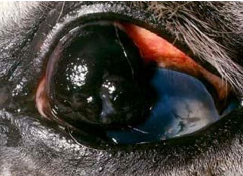 16-eye-tumor ورم خلايا الميلانين الحميد في عين حصان.