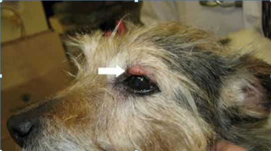 سرطان الخلايا القاعديه في عين كلب eye-tumor