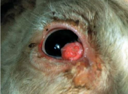 eye-tumor سرطان الخلايا الحرشفيه في ماشيه بيضاء اللون