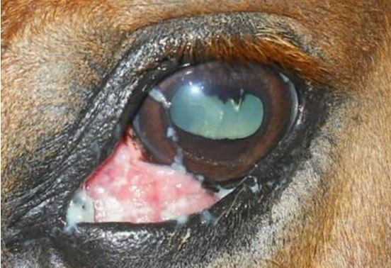 eye-tumor سرطان الخلايا الحرشفيه في عين حصان