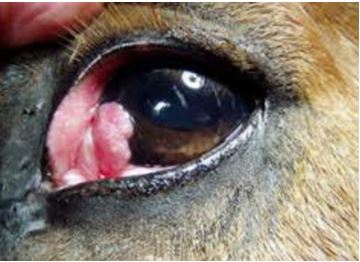 9-eye-tumor سرطان الخلايا الحرشفيه في الجفن الثالث لحصان