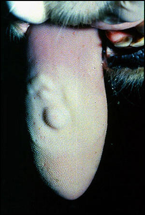 Foot and mouth diseases حمى قلاعية : بقرة - مساحات شاحبة بيضاء مرتفعه على اللسان ( حويصلات ) 