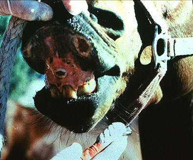 التهاب الفم الحويصلى في الخيول Vesicular stomatitis : تآكلات وحويصلات منفجرة على اللثة .