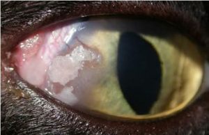 التهاب الملتحمه البكتيري في عيون قطه (لاحظ النقط البيضاء)