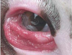 التهاب عين قطه بسبب الديدان واحمرار شديد في العين