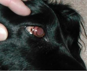 التهاب القزحيه الفيروسي في كلب