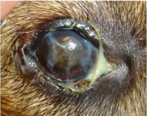 كلب به عماص في العين نتيجه لالتهاب فيروسي (Eye boogers)