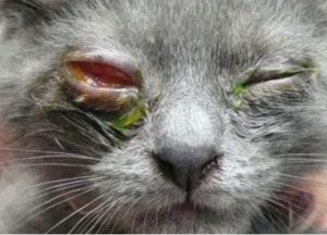 اصابه بالهربس في عين قطه