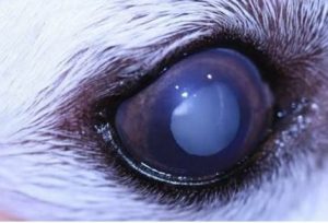 ماء بيضاء في عين كلب صغير (cataract)