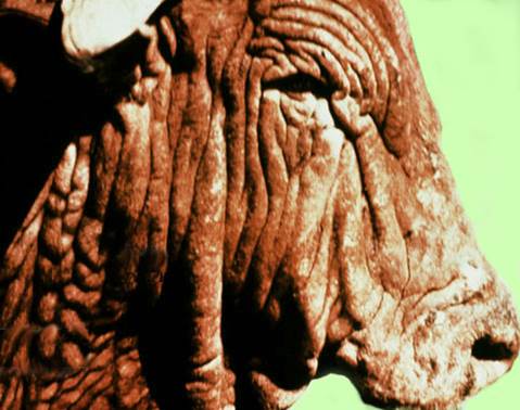 داء البسنيوتا Besnoitia : مظهر جلد الفيل