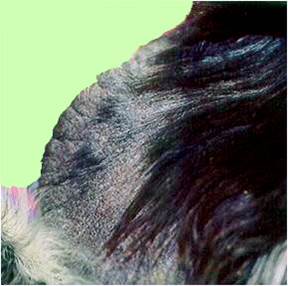 جرب قارمى جلبى فى كلب (Sarcoptic scabiei mite var canis) : سقوط الشعر وجلبات جافة وتشققات وسماكة حافة الأذن.