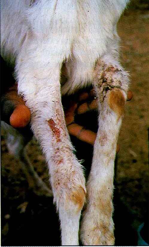 جرب قارمى جلبى فى الماعز (Sarcoptic scabiei var capri ) : اصابات على الأرجل