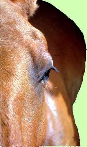 مرض الحصان الأفريقي African horse sickness وذمة جفن العين و الحفرة فوق الحجام