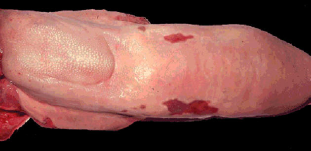 صورة (6) Actinobacillosis : اللسان المتخشب بداء العصيات لسان متورم جامد وتأكلات على السطح.