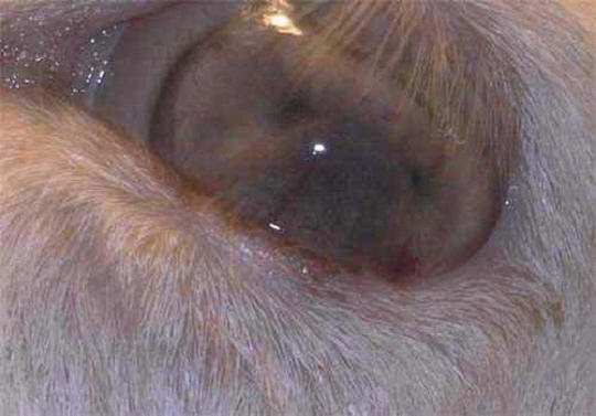 صورة (4) التهاب الغدة الليمفاويه المتجبن ( Caseous lymphadenitis) : سل كاذب في العين