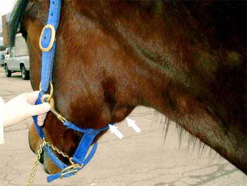 التورم صوره (2) تورم المسافة البين فكية في حصان لإلتهاب البلعوم و الحنجرة – مرض خناق الخيل