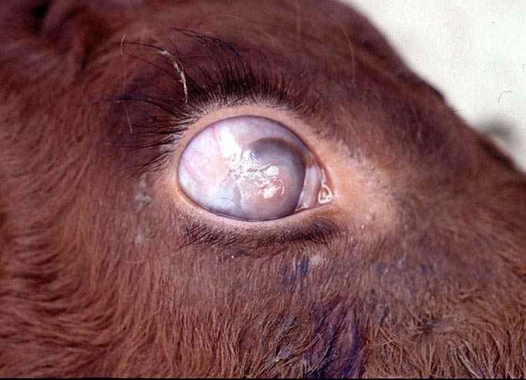 الإسهال الفيروسي البقري Bovine Viral Diarrhea : عجت مولود بعتامة القرنية