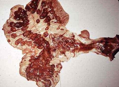 Retained placenta إحتباس المشيمة في القرن الأيسر لرحم بقرة