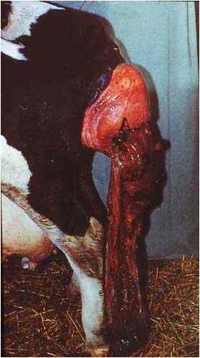 Retained placenta إحتباس المشيمة في بقرة