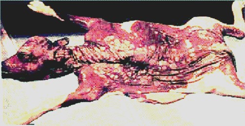 fungal abortion عجل مجهض نتيجة الاصابة بالفطريات التهاب الجلد الفطري