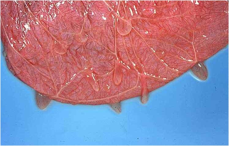 حويصلات عديدة من جيب بين الغشاء المشيمي البرانى و اللقانقي ( Chorioallantois pouch)