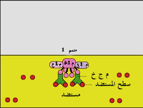 رسوم متحركة توضح إنشطار م4 بواسطة م1 المحول خلال المسار التقليدي