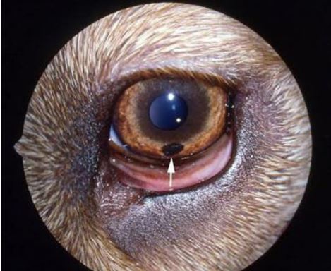 12-eye-tumor ورم خلايا الميلانين في عين كلب.