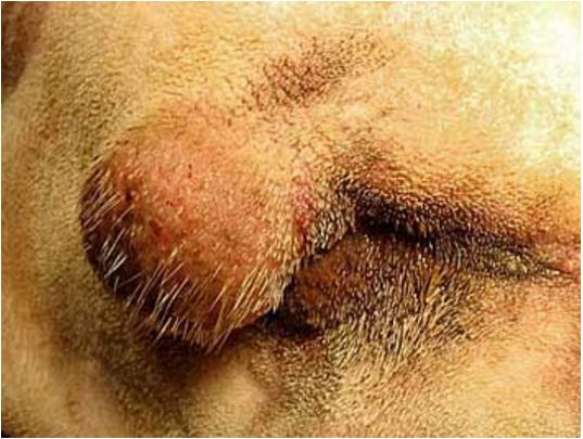 17-eye-tumor ورم الخلايا الدقليه في عين كلب.