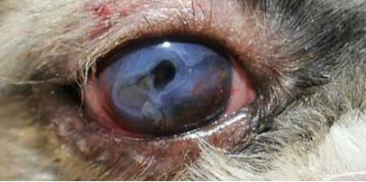 21-eye-tumor التهاب القرنيه التقرحي العميق في كلب.