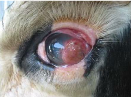 7-eye-tumor سرطان الخلايا الحرشفيه في بقره