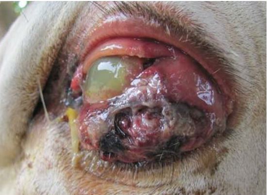 8-eye-tumor سرطان الخلايا الحرشفيه في بقره