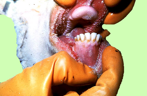 اللسان الأزرق فى الأغنام Blue tongue : تأكلات مصفوفة ( على اليمين ) واحمرار مخاطية الفم . 