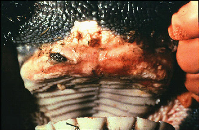 Foot and mouth diseases حمى قلاعية : بقرة - تآكلات على الوسادة السنية بعضها بدأ فى الالتئام .