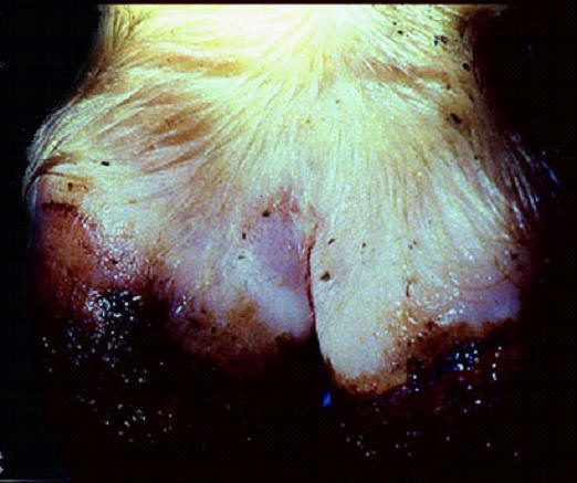 Foot and mouth diseases حمى قلاعية : بقرة - شحوب وحويصلات على طول وفوق الحزام التاجى للأصابع .