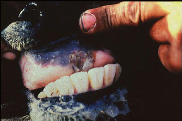 Foot and mouth diseases حمى قلاعية : جاموس - تأكل على الوسادة السنية.