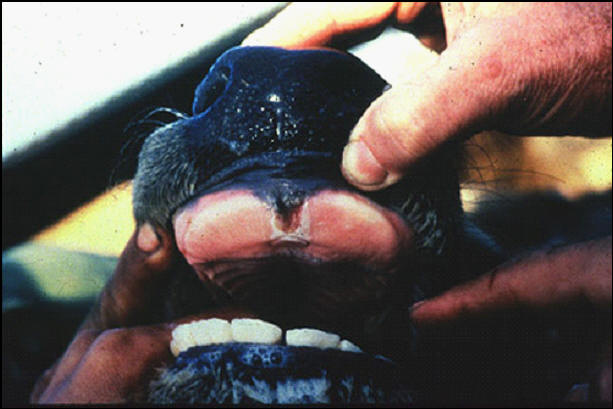 Foot and mouth diseases حمى قلاعية : جاموس - تأكل على الوسادة السنية .
