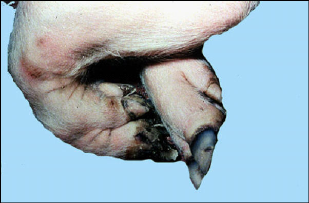 خنزير - الخط الأسود فى مساحة الحزام التاجى على الحافر والزمعات (dueclaws) نتيجة إصابات الحمى القلاعية .