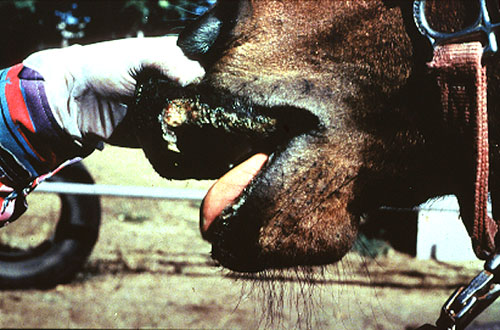 التهاب الفم الحويصلى في الخيول Vesicular stomatitis : تآكلات ونتح عند اتصال المخاطية بالجلد فى الشفاه