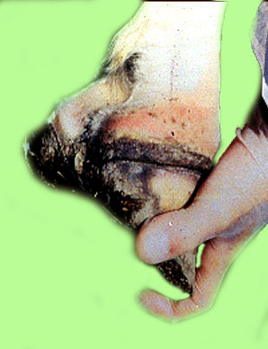 التهاب الفم الحويصلى في الخيول Vesicular stomatitis : تآكلات ونتح جاف على الحزام التاجى . 