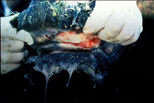 التهاب الفم الحويصلى Vesicular stomatitis فى الماشية : تآكلات على الوسادة السنية واللثة. 