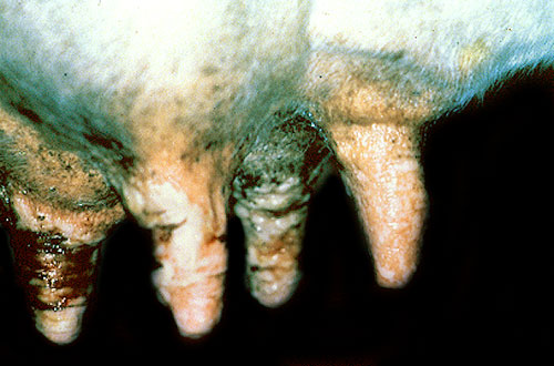 التهاب الفم الحويصلى Vesicular stomatitis فى الماشية : حويصلات وتأكلات على الحلمات .