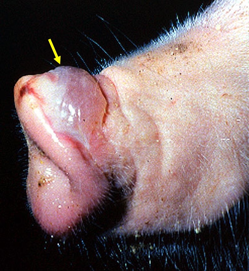 الطفح الحويصلى للخنازير vesicular exanthema of swine : حويصلة كبيرة على الفنطيه 