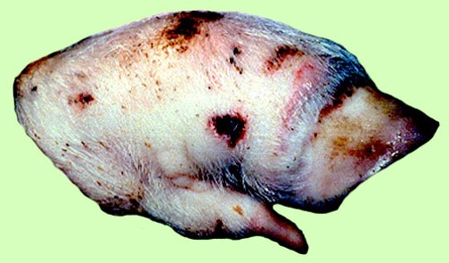 الطفح الحويصلى للخنازير vesicular exanthema of swine : فرط الدم فوق الحزام التاجي وبهتان لونه 