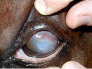 كيراتوميكوزيس (keratomycosis) في عين حصان