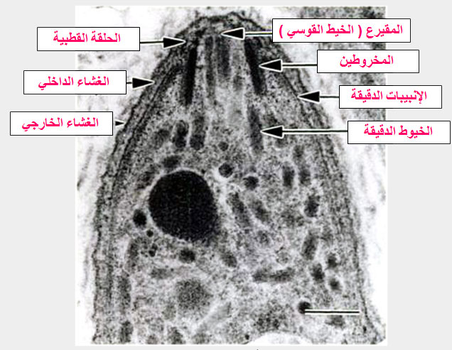تركيبة حويصلة البسنيوتا Besnoitia بالمجهر الإلكتروني : النهاية الأمامية لخلية المتباطئة